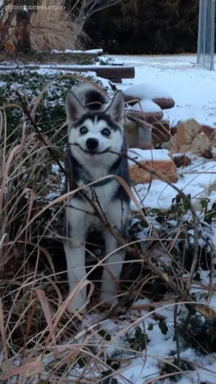 Avatar Husky nghịch ngợm khiến bạn bè khó nhịn cười.