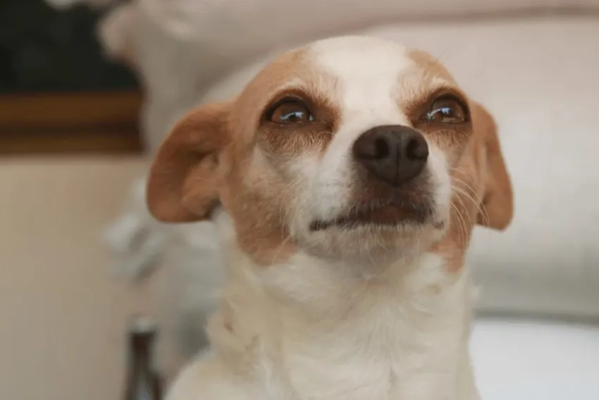 Meme chế chó buồn với caption kiểu tự dìm bản thân