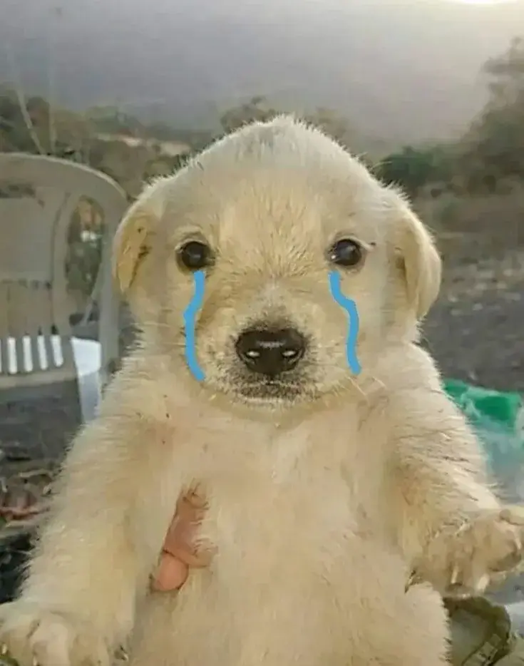 Ảnh meme chó buồn khiến dân mạng vừa cười vừa cảm thông