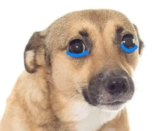 Meme chế con chó khóc mặt ướt đẫm nước mắt nhìn xa xăm