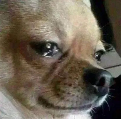 30+ ảnh Meme Chó Khóc dễ thương khiến ai thấy cũng tan chảy