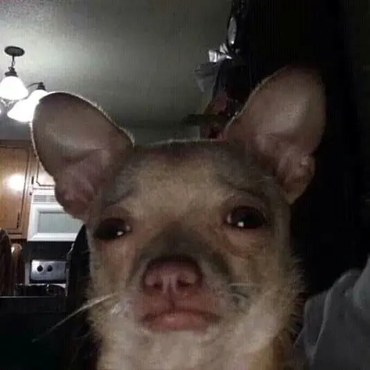 Meme chó khóc khiến ai cũng thấy bóng mình đâu đó