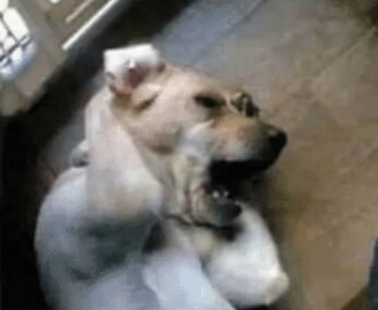 Ảnh troll chó “ổn mà không ổn” nhìn thương cực kỳ