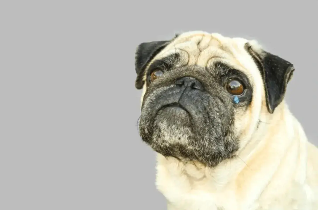 Meme chó Pug khóc cực kỳ dễ thương khiến ai xem cũng bật cười