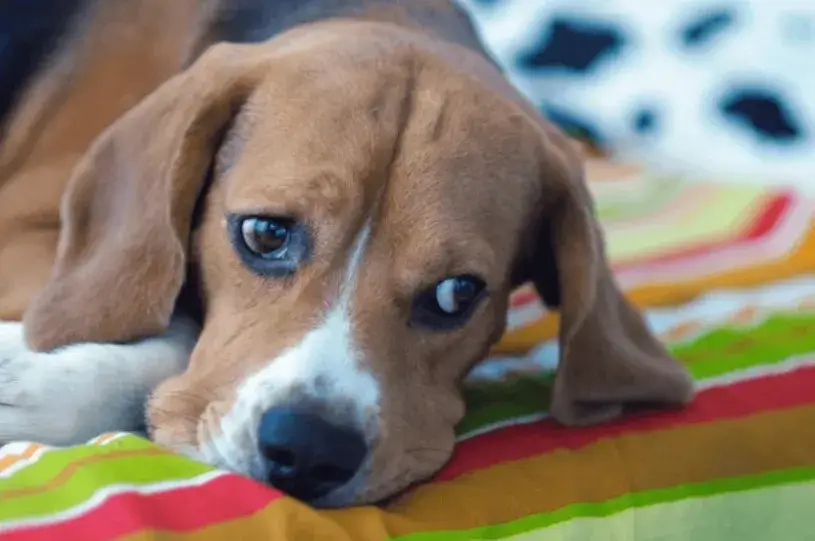 Meme chó khóc dùng khi muốn nói “tui ổn mà không ổn”