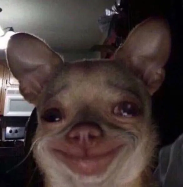 Ảnh chế chó thương chính mình qua ánh nhìn xa xăm