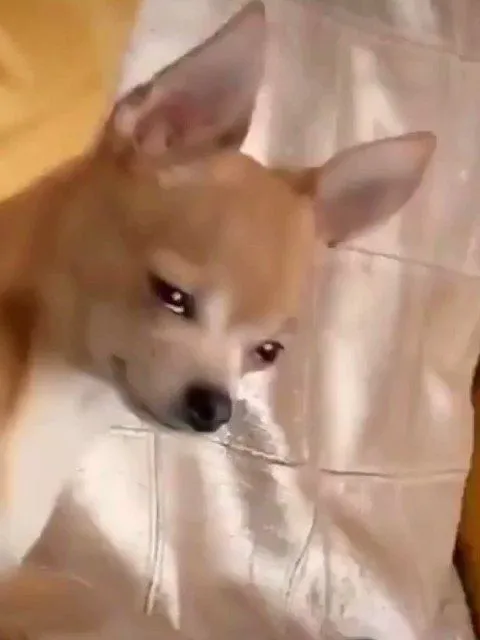 Meme chó tâm trạng nửa cười nửa rưng rưng nước mắt