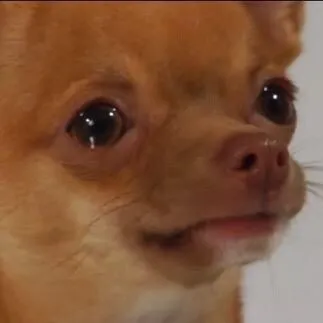 Meme hài chó rơi lệ pha chút cảm xúc chạm tim