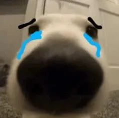 Meme chó nước mắt rơi phản ánh cảm xúc khó nói