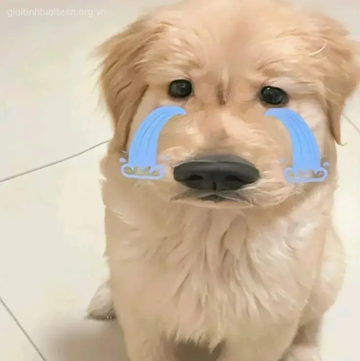 Ảnh meme chó bị bỏ rơi ngồi lặng trong góc tường