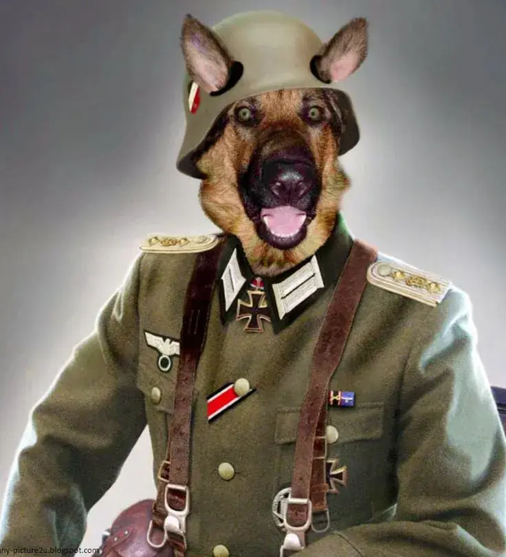 Hình chó diện bộ quân phục trong rất nghiêm túc