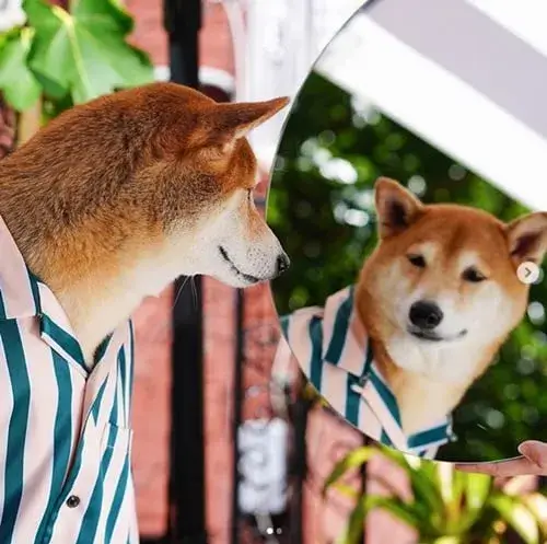 Meme chó mặc sơ mi sọc kẻ, phong cách giản dị dễ thương.