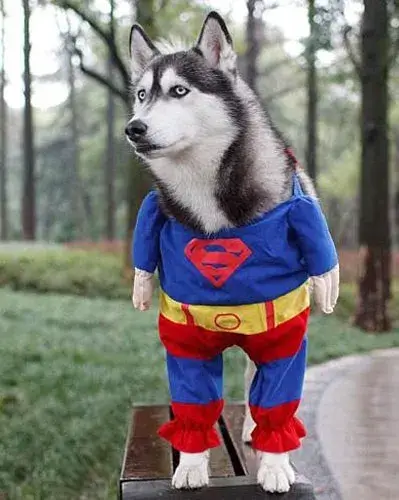 Chó mặc bộ cosplay Superman, trông sành điệu và cá tính.