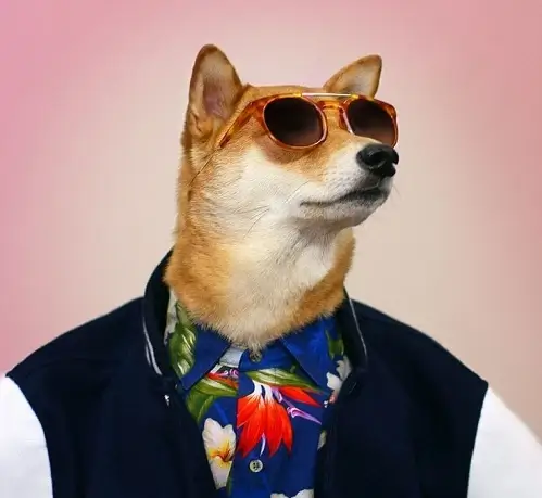 Meme chó mặc sơ mi đeo nơ