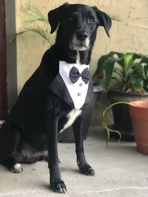 Chó mặc vest, biểu cảm lạnh lùng như tổng tài thứ thiệt