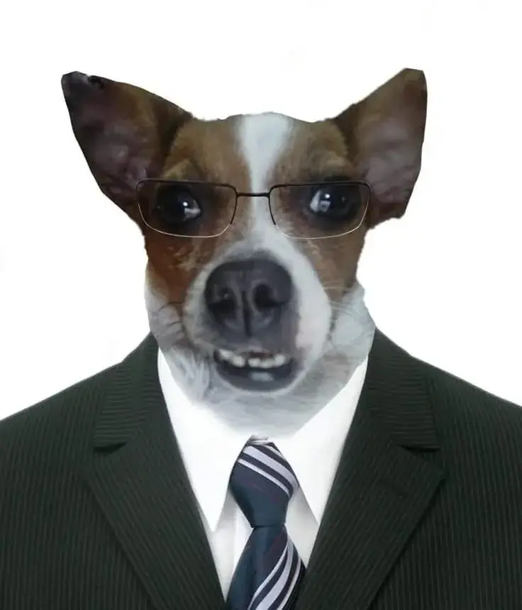 Meme chó sang trọng mà ánh sáng studio càng tôn dáng