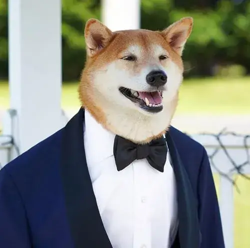 Chùm ảnh chó mặc vest khiến caption nào cũng thành siêu phẩm