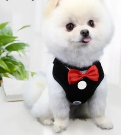 Ảnh troll chó quý phái bên ly rượu vang cực sang