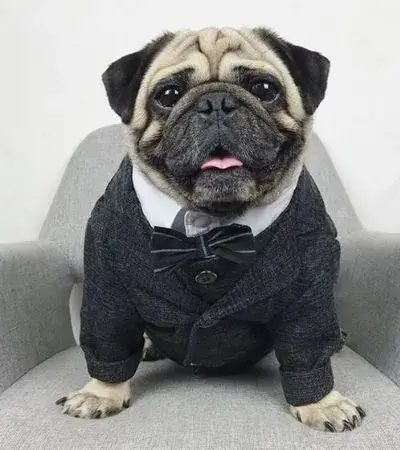 Meme chó lịch sự ngồi nghiêm trên ghế như tổng tài