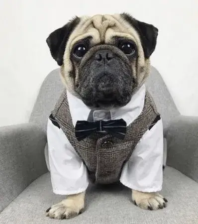 Ảnh meme chó Tây hóa diện vest chỉnh tề nhìn buồn cười