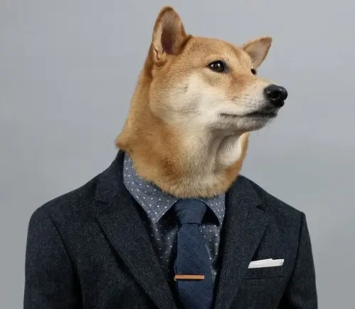 Ảnh troll chó quý ông vắt chân như giám đốc thực thụ