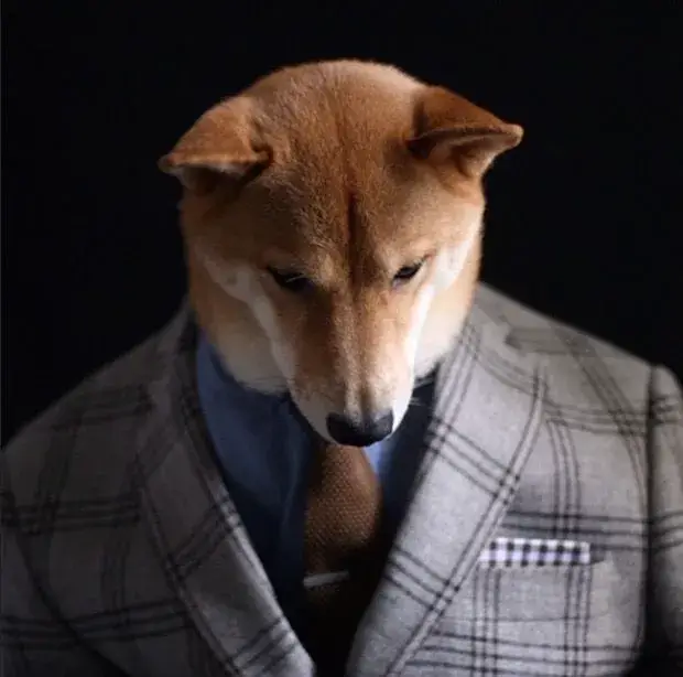 Meme chế chó bảnh bao khoe phong thái quý ông sang chảnh