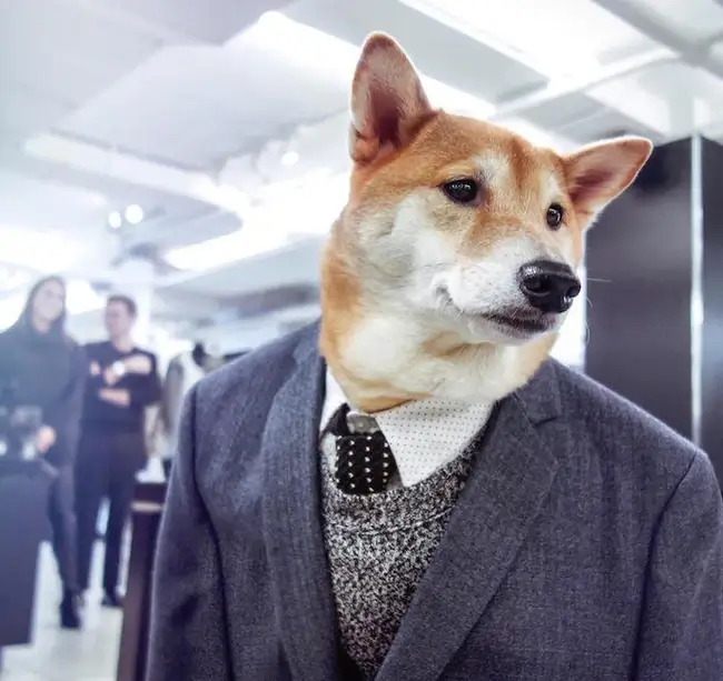 Meme chế chó sang chảnh trong khung cảnh studio sáng