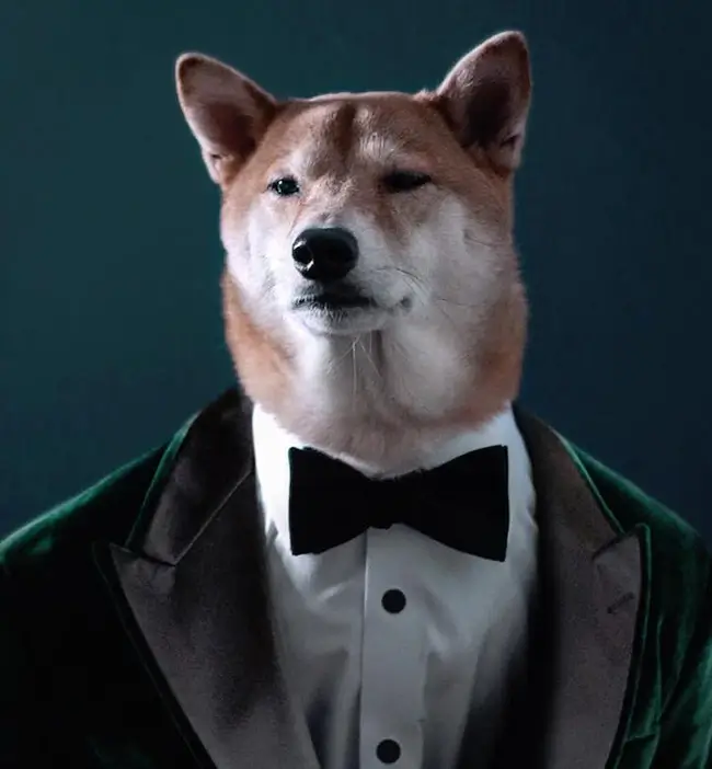 Ảnh vui chó tự tin thần thái điềm đạm hút mắt