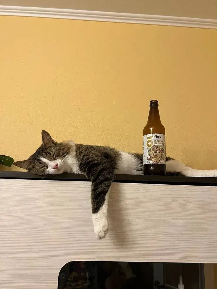 120 ảnh Meme Nhậu uống bia rượu say xỉn hài hước với nhóm bạn cực lầy