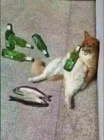 Mèo uống rượu say khướt, biểu cảm ngộ nghĩnh khiến ai cũng thích.