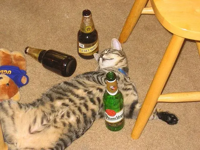 Mèo uống rượu say mềm, nằm lăn ra đất đáng yêu.