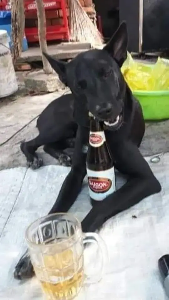 Meme chó nháy mắt, tay cầm ly bia hài hước.