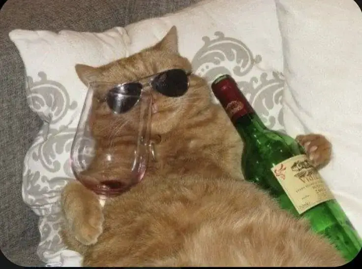 Hình ảnh mèo say xỉn, khuôn mặt mệt mỏi nhưng vui.