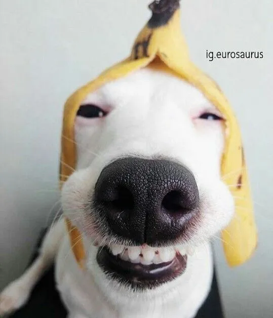 Chó nhỏ cười nhe răng, ánh mắt dễ thương.