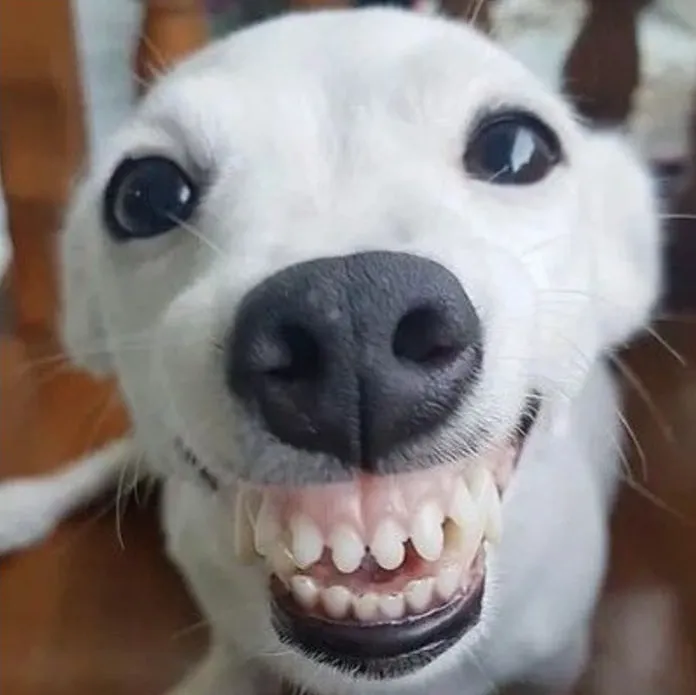 Chó nhe răng cười, khuôn mặt ngộ nghĩnh.
