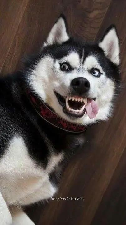 Chó Husky nhe răng cười, biểu cảm ngốc nghếch.