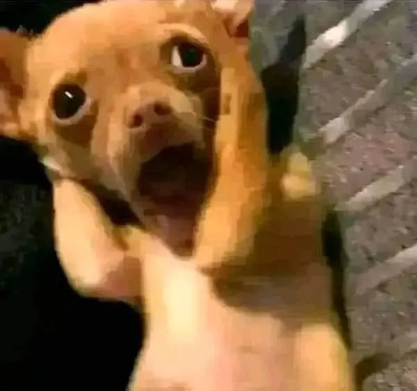 10 Meme Chó Ôm Đầu khiến ai xem cũng vừa buồn cười vừa đồng cảm