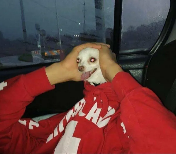 Khi biểu cảm chó ôm đầu trở thành ngôn ngữ của cảm xúc mạng