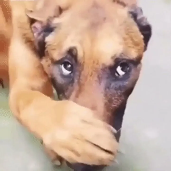 Bộ ảnh meme chó ôm đầu khiến dân mạng vừa cười vừa thấy thương