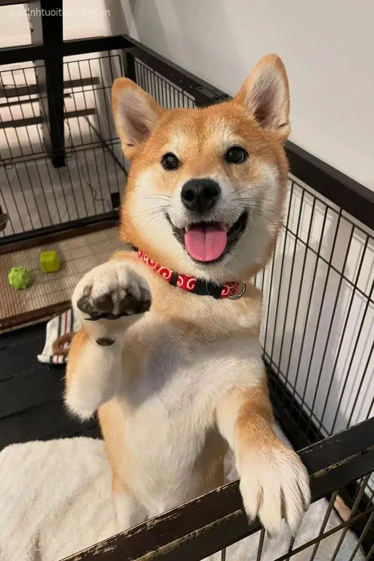 Meme chó Shiba ôm gấu bông, biểu cảm ngọt ngào.
