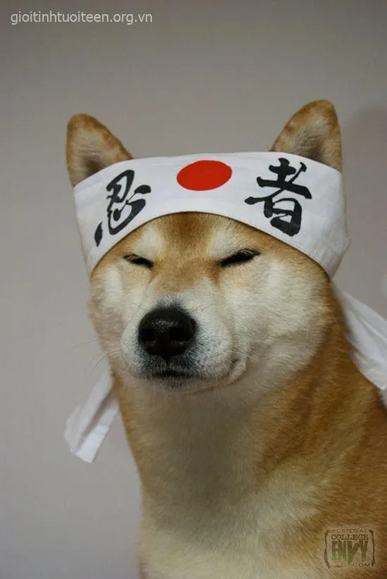 Meme chế biểu cảm Shiba thể hiện cảm xúc chân thật