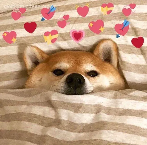 Ảnh chế Shiba Inu khiến ai xem cũng phải “cạn lời toàn tập”.