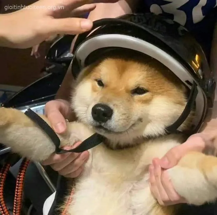 Ảnh vui Shiba Inu biểu cảm như đang nghe gossip siêu drama.