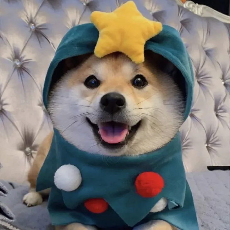 Meme hài Shiba Inu cười nửa miệng nhìn như đang phán xử.