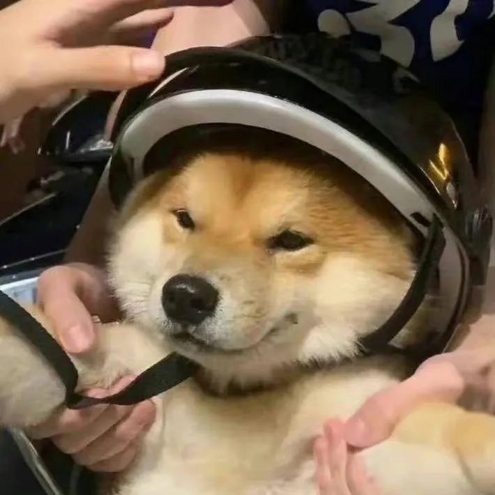 Ảnh troll Shiba nghiêm túc mà vẫn dễ thương