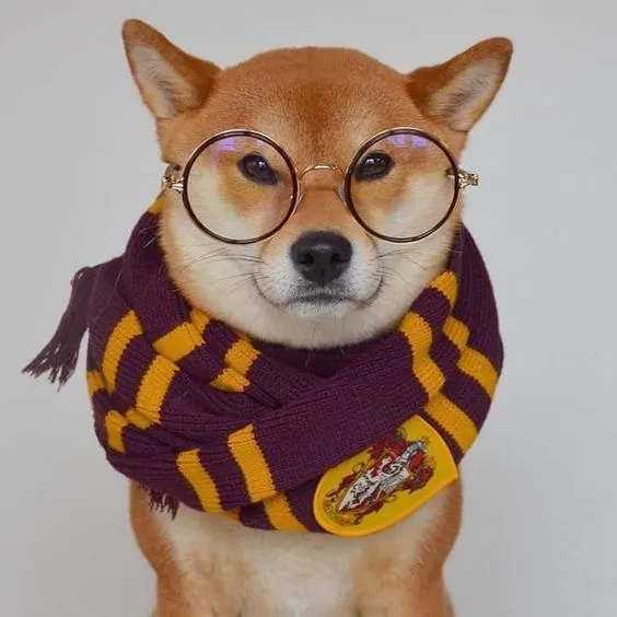 Meme chế Shiba remix thành video TikTok viral