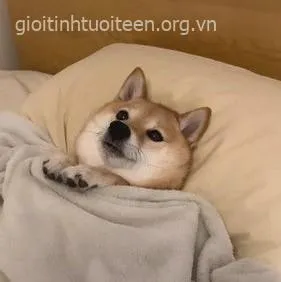 Khi boss Shiba nghiêm túc hơn cả sếp công ty