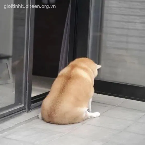 Ảnh meme Shiba nghiêm như sếp đang họp