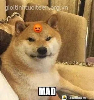 Meme chế boss Shiba lan tỏa vibe vui khắp mạng