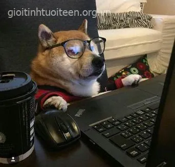 Meme vui Shiba gắn caption troll cực bắt trend